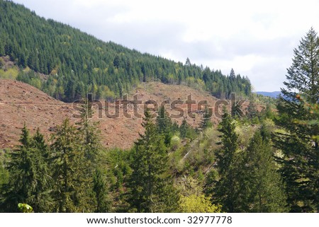 Clear cut logging slope,  just outside Willamette National Forest,  Central Oregon Cascades