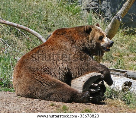 Grizzly Bear [Ursos Arctos], aka Kodiak or Brown Bear, resting