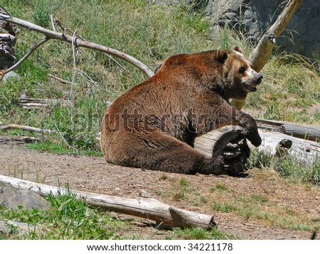 Grizzly Bear [Ursos Arctos], aka Kodiak or Brown Bear, resting  , Woodland Park Zoo, Seattle
