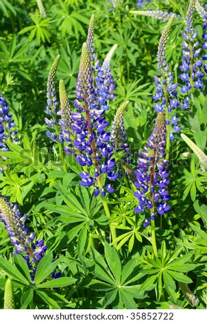 Lupines in a field,  Mount Desert Island, Acadia National Park,  Maine