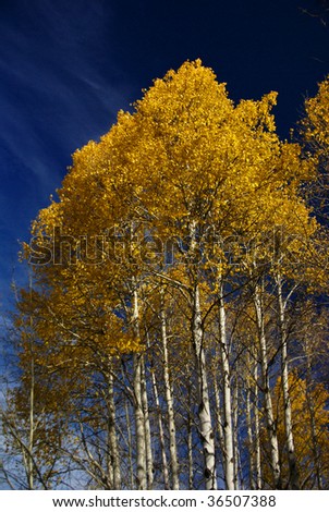 Autumn, golden aspens and crisp blue sky,		Grand Teton National Park,	Wyoming