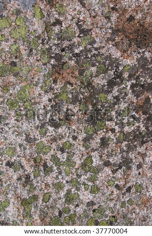 Lichen & moss on pink granite,  Cadillac Mountain, Mount Desert Island, Acadia National park, Maine, New England