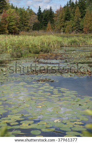 New England marsh & lily pond,  Long Pond, Mount Desert Island, Acadia National park, Maine, New England