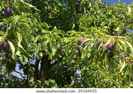Italian prunes ripening on tree. Summer in   , Seattle garden, Pacific Northwest