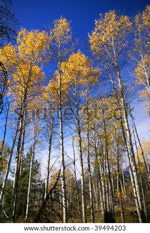 Autumn, golden aspens and crisp blue sky,  Grand Teton National Park, Wyoming