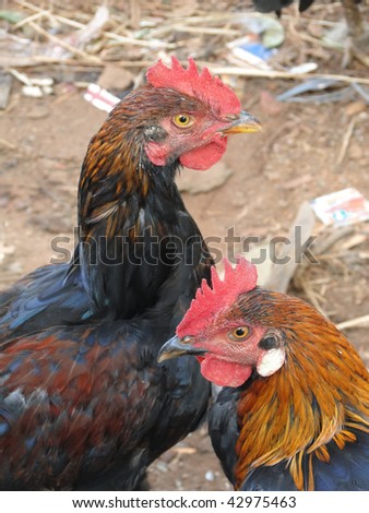 Fighting cocks,   Kunduli weekly market for roosters   , Orissa in India