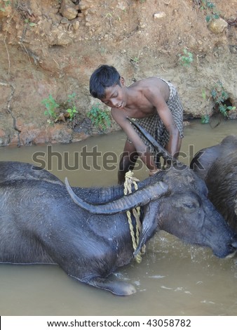 ORISSA, INDIA - NOVEMBER 10 : An unidentified young boy washes  water buffalo in a shady river November 10, 2009 in Orissa, India.