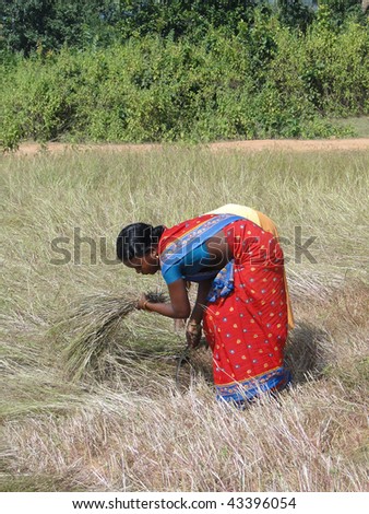 ORISSA INDIA - NOV 10 - Indian woman  uses a sickle to harvest sesame seed in Orissa, India on Nov 10, 2009.