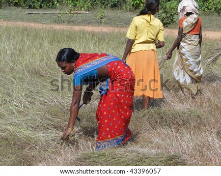 ORISSA INDIA - NOV 10 - Indian women  harvest sesame seed with sickles in Orissa, India on Nov 10, 2009.  in Orissa,