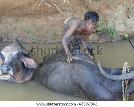 ORISSA INDIA - 10 NOV 2009 - Young boy washes his water buffalo in a shady river in Orissa, India on 10 Nov 2009.