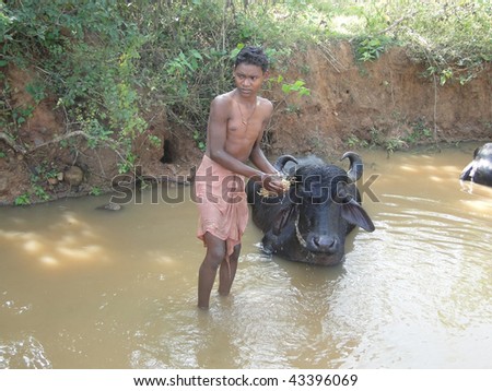 ORISSA INDIA - 10 NOV 2009 - Young boy washes his water buffalo in a shady river in Orissa, India on 10 Nov 2009.