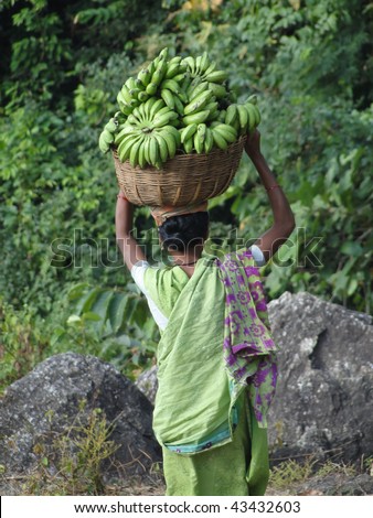 Woman in green sari carries green bananas to  weekly market in Orissa, India