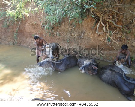 ORISSA, INDIA - NOVEMBER 10 : Young boy washes his water buffalo in a shady river November 10, 2009 in Orissa, India.