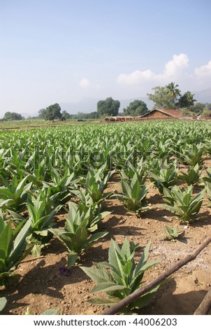 Well tended tobacco field in a tribal village in   Orissa, India