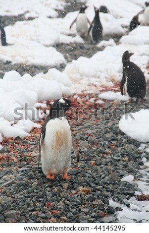 Gentoo penguin, on rocky beach, light snow storm, [Pygoscelis papua] Cuverville Island, Antarctica