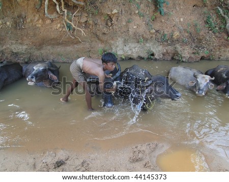 ORISSA INDIA - NOV 10 : Young boy washes his water buffalo in a shady river on November 10, 2009  in Orissa, India.