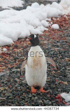 Gentoo penguin, on rocky beach, light snow storm, [Pygoscelis papua] Cuverville Island, Antarctica