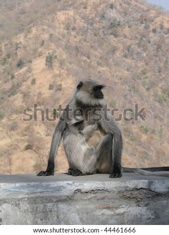 Black faced langur monkey mother and child, near  Ranakapur, India