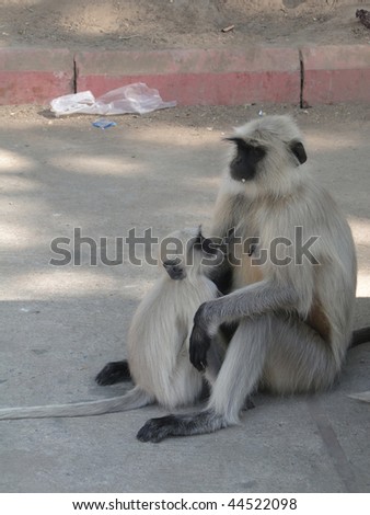 Black faced langur monkey mother and child, near  Ranakapur, India
