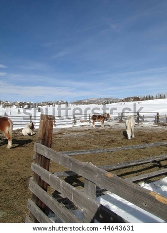 Draft horses in stable yard surrounded by winter snow,   Colorado