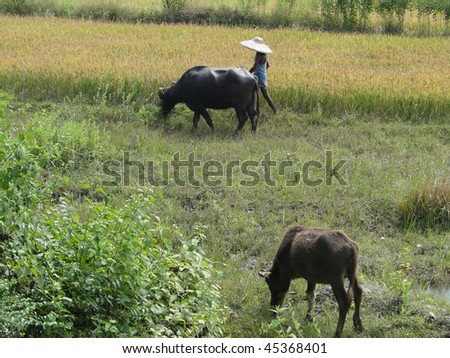 Young Indian man leads his water buffalos to grazing in   Orissa,  India