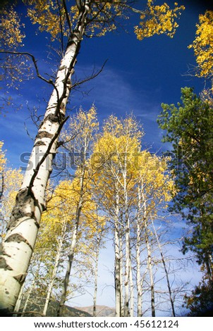Autumn, golden aspens and crisp blue sky,  Grand Teton National Park, Wyoming