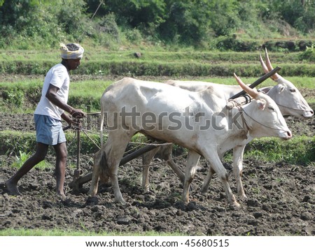ANDHRA PRADESH, INDIA - NOVEMBER 27 : Indian farmer plows with bullocks on November 27, 2009 in Andhra Pradesh, India.
