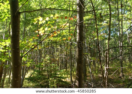 White birch grouping in New England forest, autumn,   Mount Desert Island, Acadia National park, Maine, New England