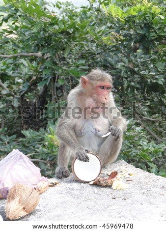 Old, white haired female rhesus monkey scavenging in temple,  Tamil Nadu,  India, Asia