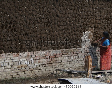 VARANASI, INDIA - NOVEMBER 6 :  Indian woman puts cow dung cake patties on wall to dry for fuel on November 6, 2009 in Varanasi, India