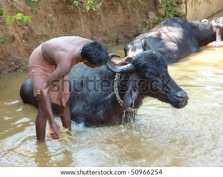 Young boy washes his  water buffalo in a shady river