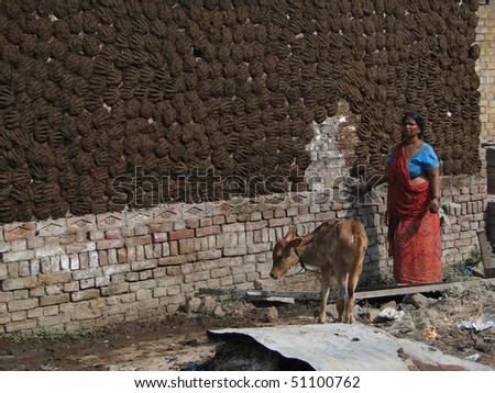VARANASI, INDIA - NOV 6 -  Indian woman puts cow dung cake patties on wall to dry for fuel,  on Nov 6, 2009, in Varanasi, India