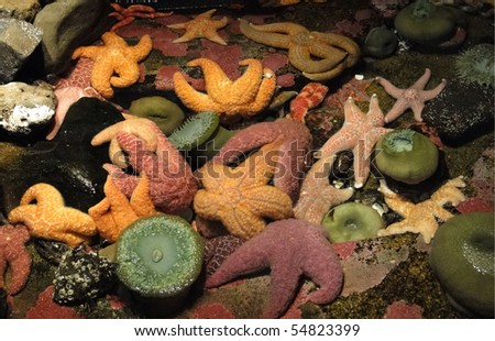 Orange and purple starfish and sea anemones, Oregon coast
