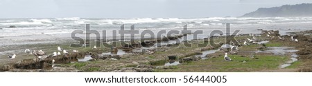 Low tide panorama, tide pools, gulls with barnacle and mussel covered rocks,Oregon Coast
