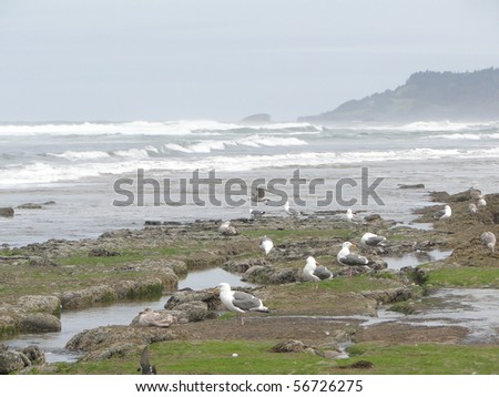 Low tide, tide pools, gulls with barnacle and mussel covered rocks,Oregon Coast