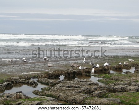 Low tide, tide pools, gulls with barnacle and mussel covered rocks,Oregon Coast