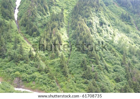 Dense forest of conifers and hardwoods on steep mountain slope,Perseverance Trail, Juneau,Alaska