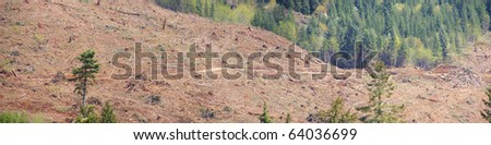 Panorama - Clear cut logging slope,  just outside Willamette National Forest,  Central Oregon Cascades