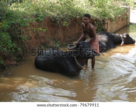 ORISSA INDIA - NOV 10 : Young boy washes his water buffalo in a shady river on Nov 10, 2009 in Orissa, India .