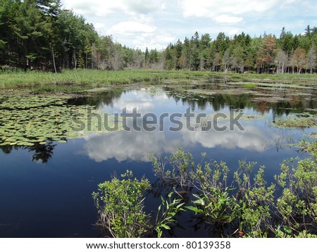 Water lilies in New Engand marsh near Long Pond,Mount Desert Island, Acadia National park, Maine