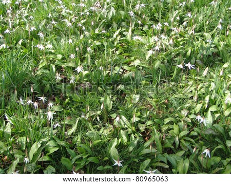 Daffodils And Lilies