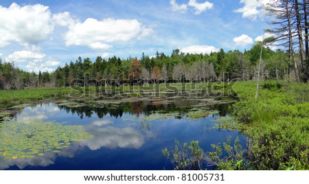 Water lilies in New England marsh near Long Pond,Mount Desert Island, Acadia National park, Maine