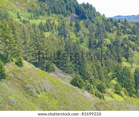 Conifer forests on coastal mountains along the Oregon coast