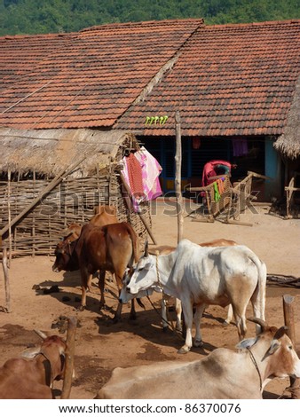 Herd of cattle near tribal village in Orissa, India