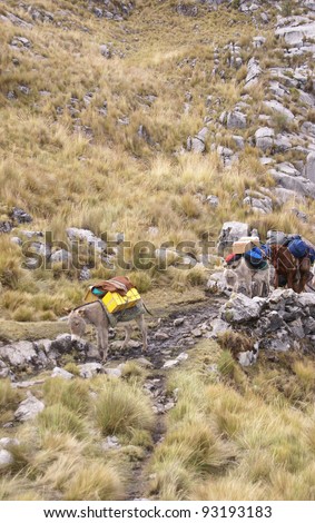 Mule train, carrying loads in high mountains of 	Cordillera Huayhuash,	Andes, 	Peru, South America
