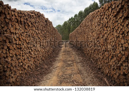 Big pile of logs on a eucalyptus farm.