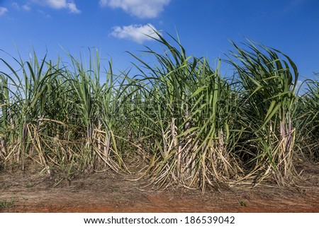 Brazilian Sugar cane fields under a blue sky.