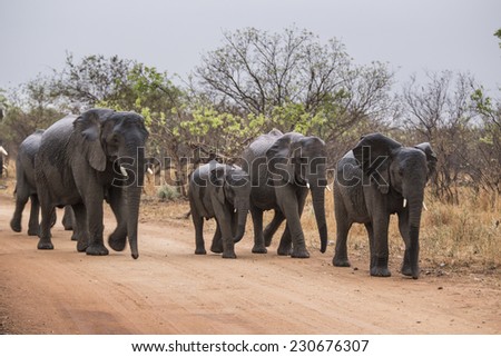 elephants walking on a road. South Africa.
