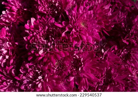 Burgundy flower close-up, abstract background