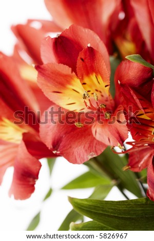 gorgeous arrangement of a group of red flowers isolated on white